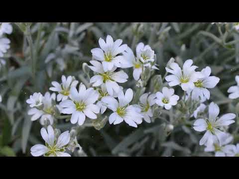 Vídeo: Cerastium Silver Carpet: Como plantar neve em plantas de verão