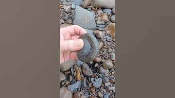 Jurassic fossil Ammonite found on remote beach! #shorts #fossils #ammonite #fossilhunting #treasure