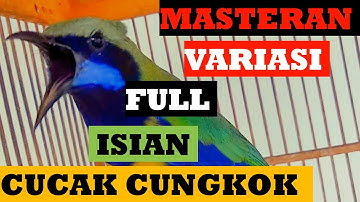 Masteran Cucak Cungkok Istimewa ~Tembakan Istimewa Masteran Burung Lomba Isian Kasaran Tajam Rapat