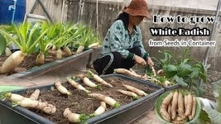 Growing White Radish from Seeds in Container  / So Easy for Beginners