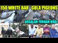 150 white bar gola pigeons loft arsalan furqan bhai kabooter ghaghray kabray sherazi desi lalband