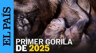 Thumbnail for GORILAS | NACIMIENTO de una cría A PLENA LUZ DEL DÍA en el Bioparc de Fuengirola | EL PAÍS