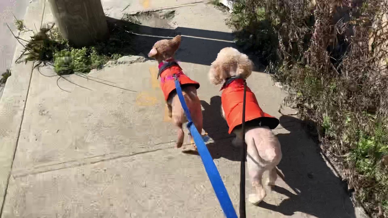 Poodle deliciousness at Posh Pets, Long Beach , NY YouTube