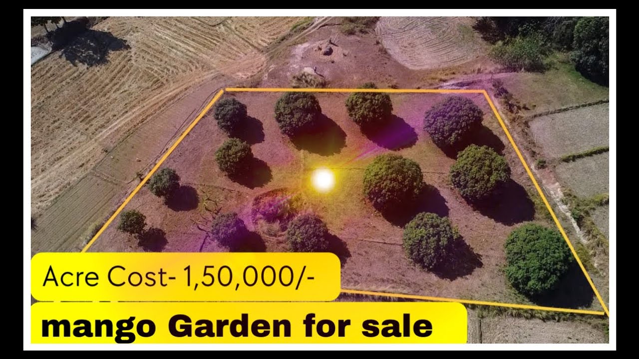 Acre 1,50,000 / Mango 🥭 Garden sale markapuram near 7Acres land