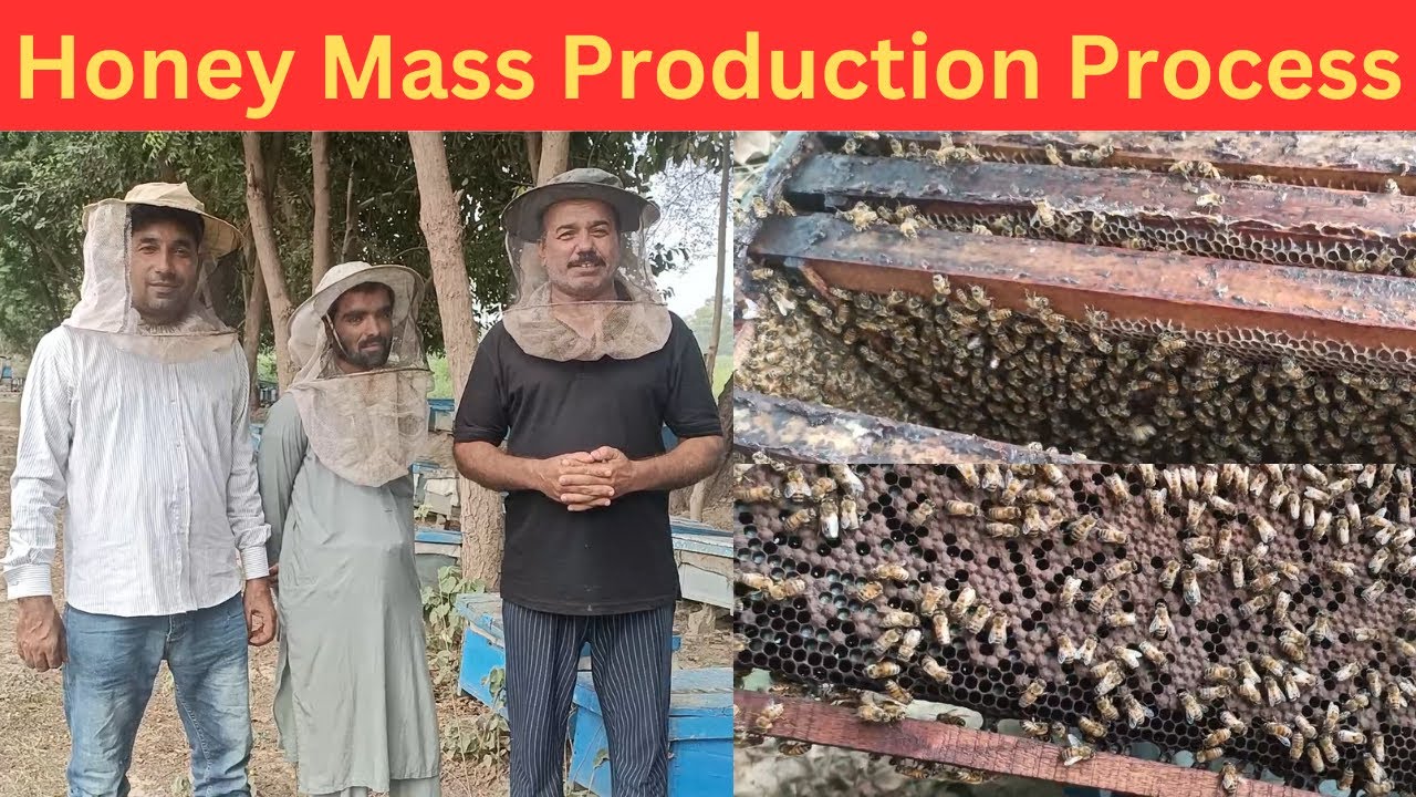 Honey Farming in Pakistan Unveiling the Mass Production Process of