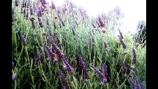 عشبة الخزامة المعروفة او ما يسمى اللافندر Lavender