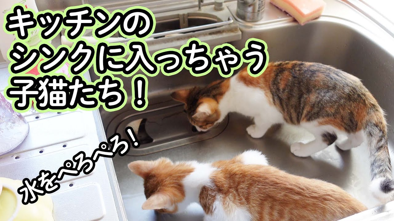 キッチンのシンクに入っちゃう子猫たち 猫のツナとマヨ Kittens Exploring Into The Kitchen Sink Tunamayo Cats Youtube
