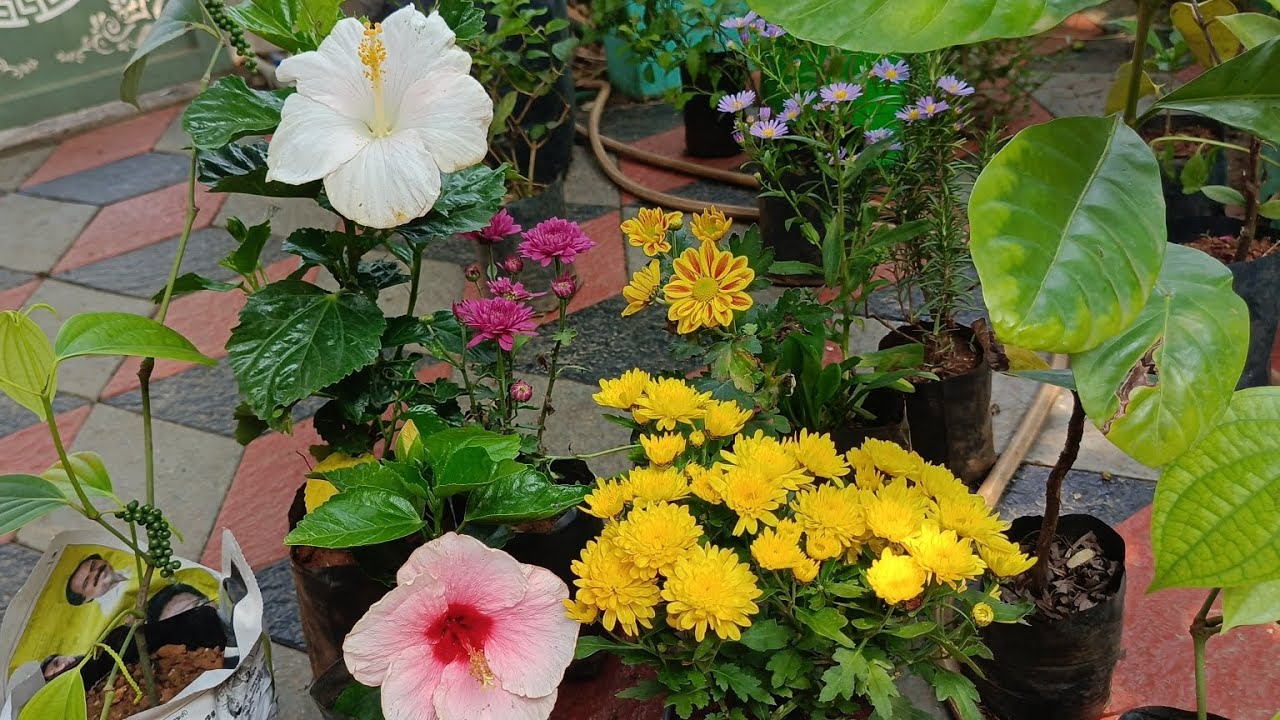 Nursery லிருந்து கொஞ்சம் புது செடி எங்க garden க்கு வாங்கி வந்திருக்கேன் பாக்கலாம் வாங்க 🩵🩷🩶