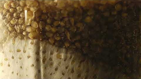 Spawn Colonizing Time-lapse | Mushroom Grain Spawn