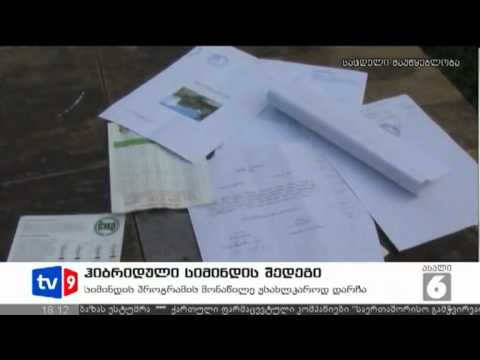 ახალი 6 | ჰიბრიდული სიმინდი | 23.06.12