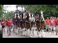 Budweiser Clyldesdales Deliver Budwiser to Johnny Mac