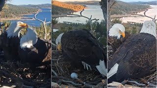 FOBBV Eagles 🦅Jackie lays first egg of 2024 👏👏 Labor, egg close-up, Shadow's first view🥰 2024 Jan 25