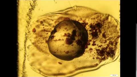 High throughput screening of a SPOT library
