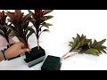 How to Use Floral Foam in Propagating Dracaena Purple Compacta Plants by Stem Cuttings