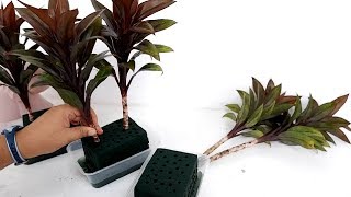 How to Use Floral Foam in Propagating Dracaena Purple Compacta Plants by Stem Cuttings