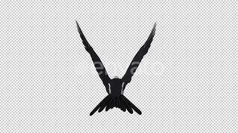 Swallowtail Kite - 4K Flying Loop - Back View | Motion Graphics - Envato elements