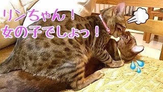 メス猫リンがオス猫にマウントをガンガン取りにいくんです…