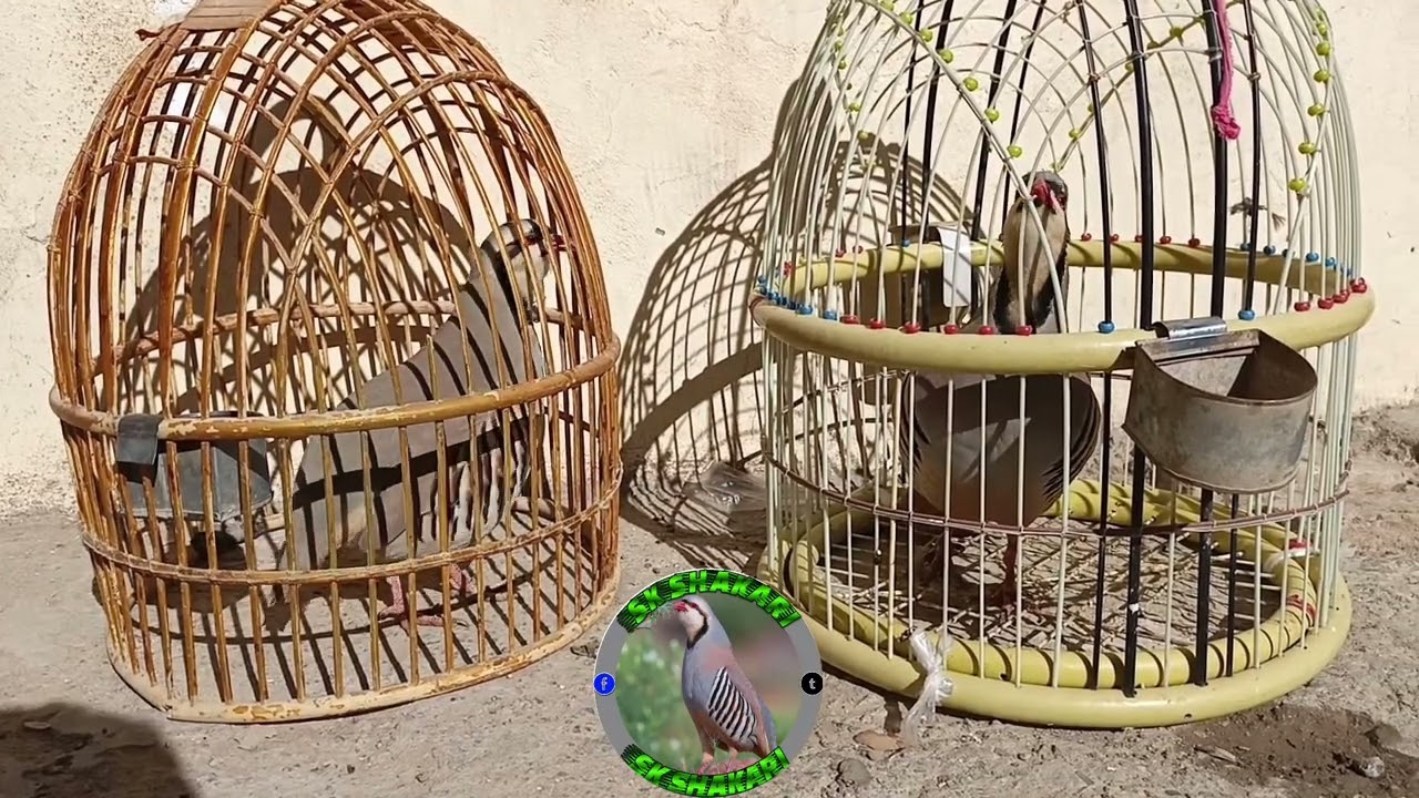 @Keklik-sesi-chakor-birds#birds #chakoor #awaz  @shahidtareen8480