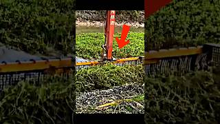 Man Uses Excavator To Catch Fish