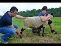 Экстерьер и мясная продуктивность овец романовской породы. ООО "Романовское"