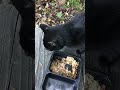 FEEDING TINY ONE A SECOND TIME. 4-28-2026. 66 F!