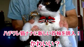【子猫かわいい♪】白黒ハチワレ猫ナナにかわいい首輪を購入！