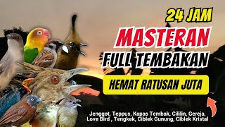 Masteran Kombinasi Tembakan Kasar Untuk Semua Jenis Burung Lomba
