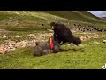 Yaks can't fly but this yak Is  rolling in the air.😂😂😱😱😱🤜🤛🦬🦬