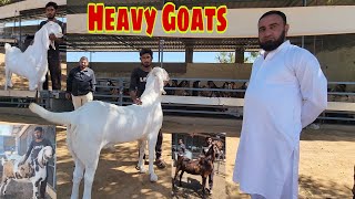Biggest And Heaviest Self Feeding Goat Farm India | Nizam Bhai | Aksa Goat Farm Gujarat.