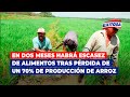 🔴🔵En dos meses habrá escasez de alimentos tras la pérdida de más de un 70% de producción de arroz