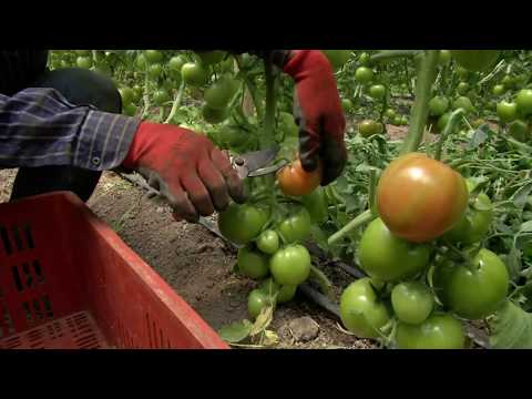 Video: Cultivo de tomates en campo abierto: una descripción general de las variedades, fechas de siembra y características de cuidado