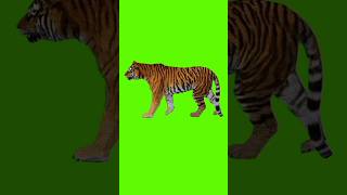 The Lion Walking Green Screen Video