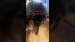 She’s sniffing for something #dog #funny #roughcollie #tricolor #collies #beautiful #cute #longnose