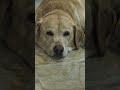 #animallover #doglover #labrador #shorts
