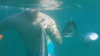 shark attack after effects project vfx graphics and c4d