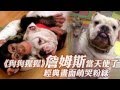 《狗狗猩猩》詹姆斯當天使了　經典畫面萌哭粉絲 --蘋果日報20160314