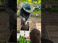 إصتياد خلية ضخمة/coliching  amssiv e bee#bee #honey