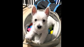 8 Week Westies!  Carrot Treats and Rehoming #westie #westhighlandwhiteterrier #puppy
