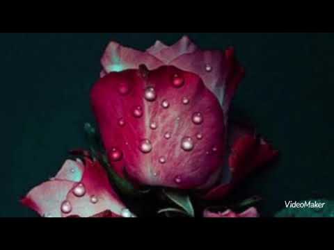 ماجد المهندس ما للنجوم اوطان دام السما عيونك 