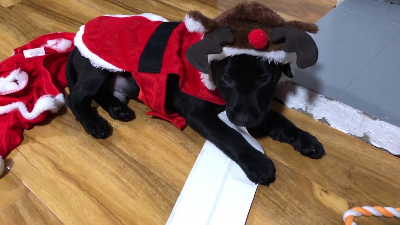 Labrador Puppy Christmas outfits Show!! YouTube