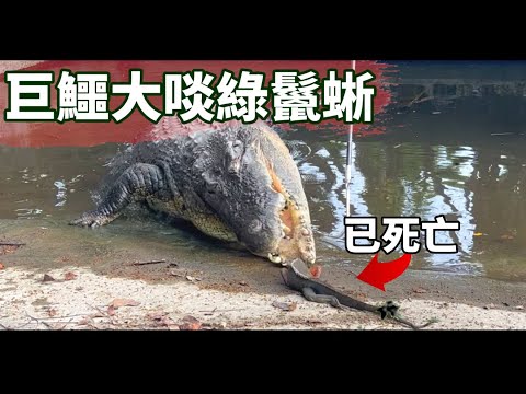 超「鱷」！台灣現存最巨鱷魚大啖綠鬣蜥！移除個體回收再利用！TRG用臉探險 | EP78
