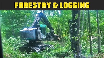 Timberpro 725-B Falling Trees - Real Life Forestry & Logging - FDR Logging