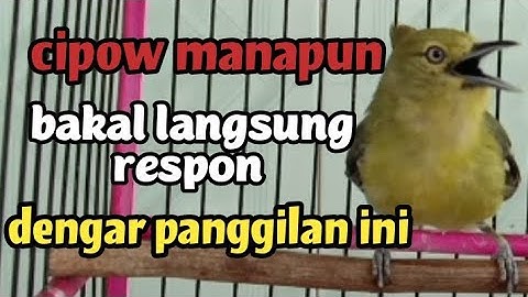 dalam sekejap cipow/sirtu manapun  bakal langsung respon dengar panggilan sirpu gacor emosi ini