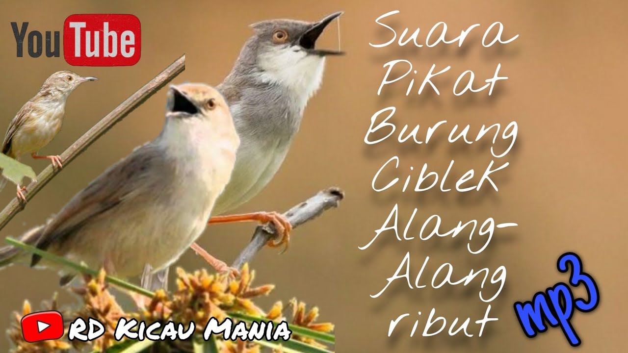 Suara Pikat Burung Ciblek Alang alang - YouTube