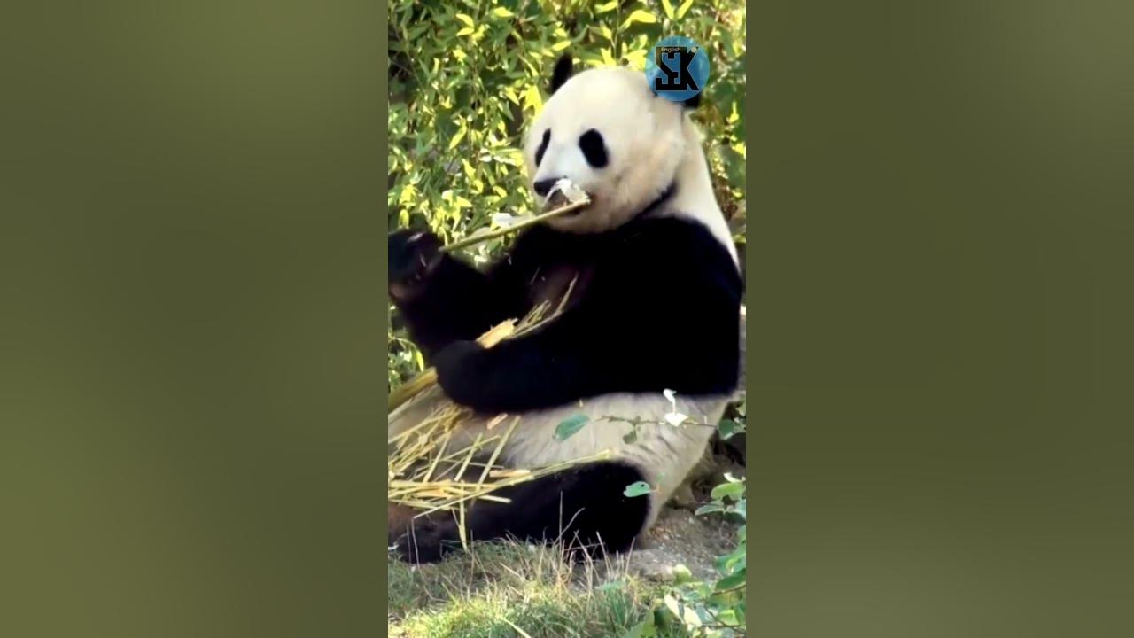 🐼🎋 Unconventional Herbivores: Giant Pandas and their Bamboo Diet | SGK