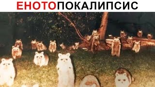 картинка: Лютые приколы. ЕнотоПОКАЛИПСИС