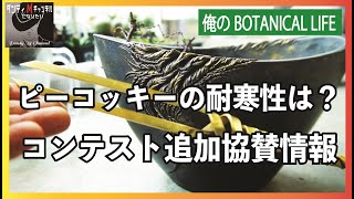 【やられた！】アガベ　ピーコッキーの耐寒性は？「たぶんピーコッキー　フォトコンテスト」追加協賛情報　まだまだ募集中です！