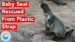 Baby Seal Rescued From Plastic Strap