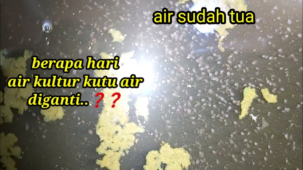 cara menguras air kultur kutu air agar panen tetap melimpah...