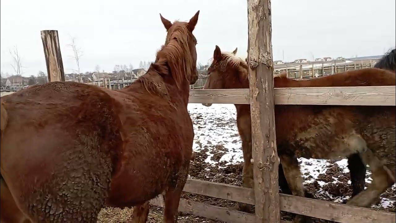 Лошади резвятся с жеребцом - YouTube
